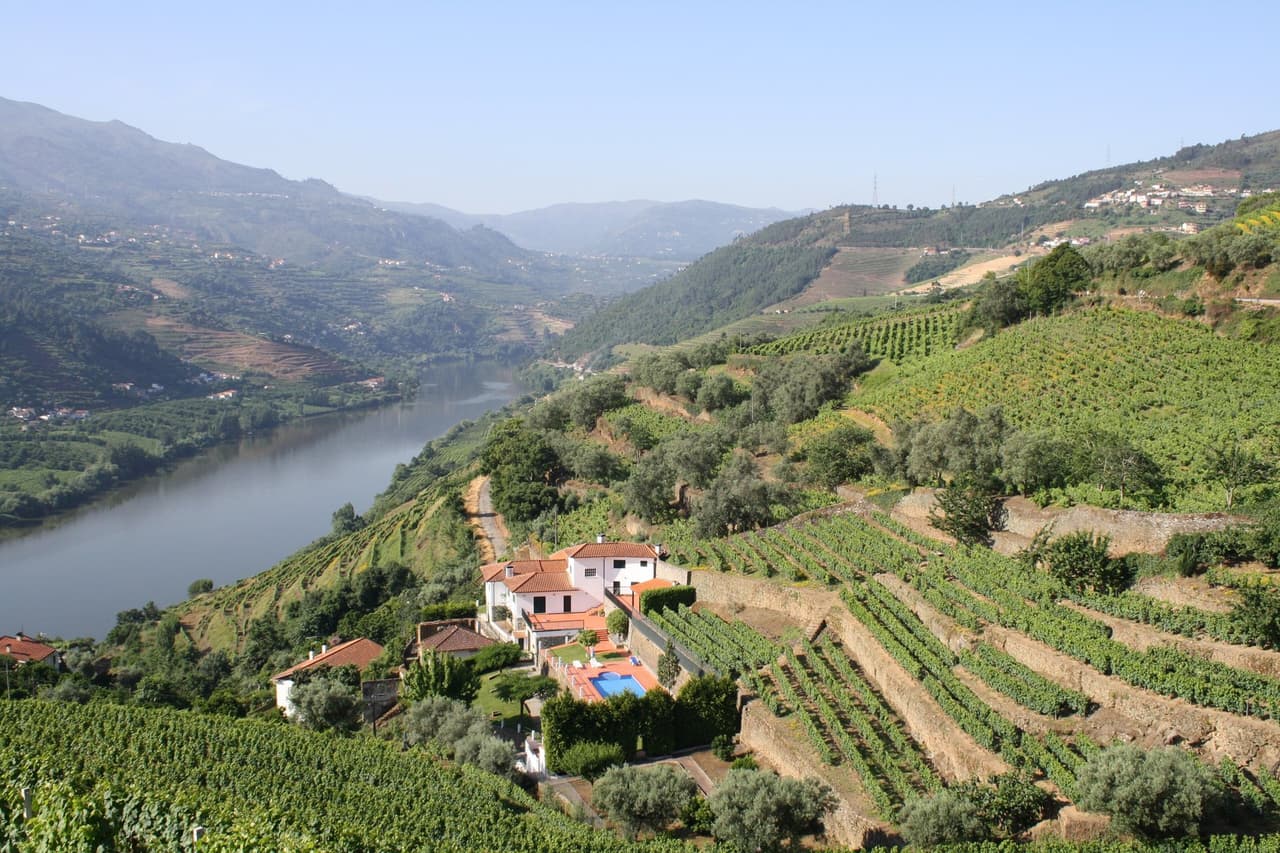 Copas de vino y luz de viñedo en la región del Duero