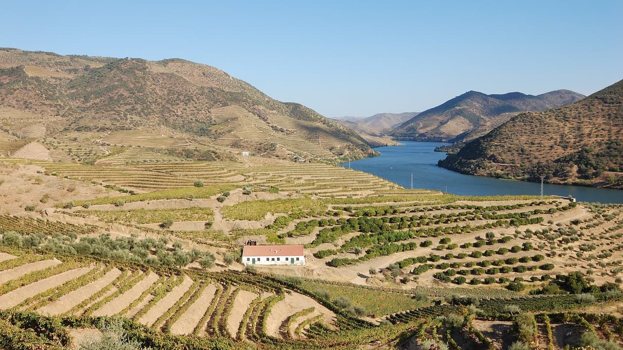 Terrazas de viñedo a lo largo del río Duero